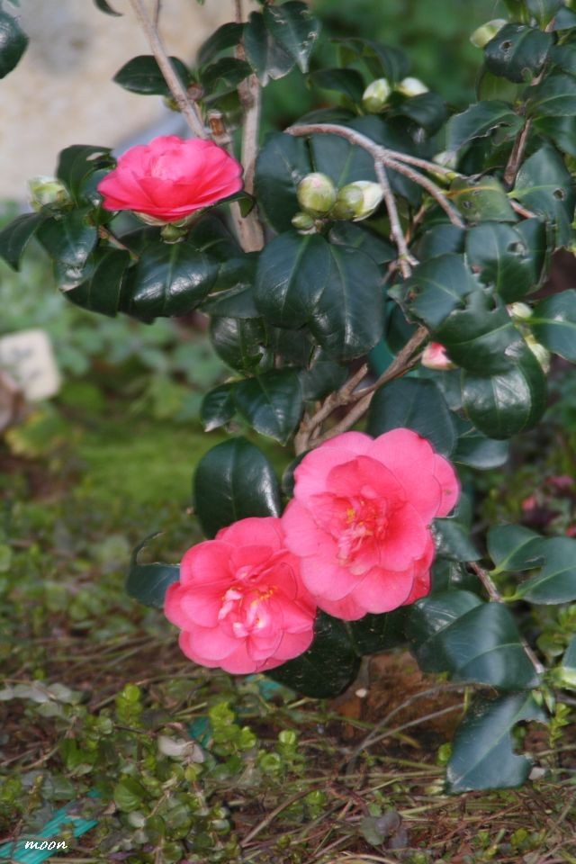 camellia